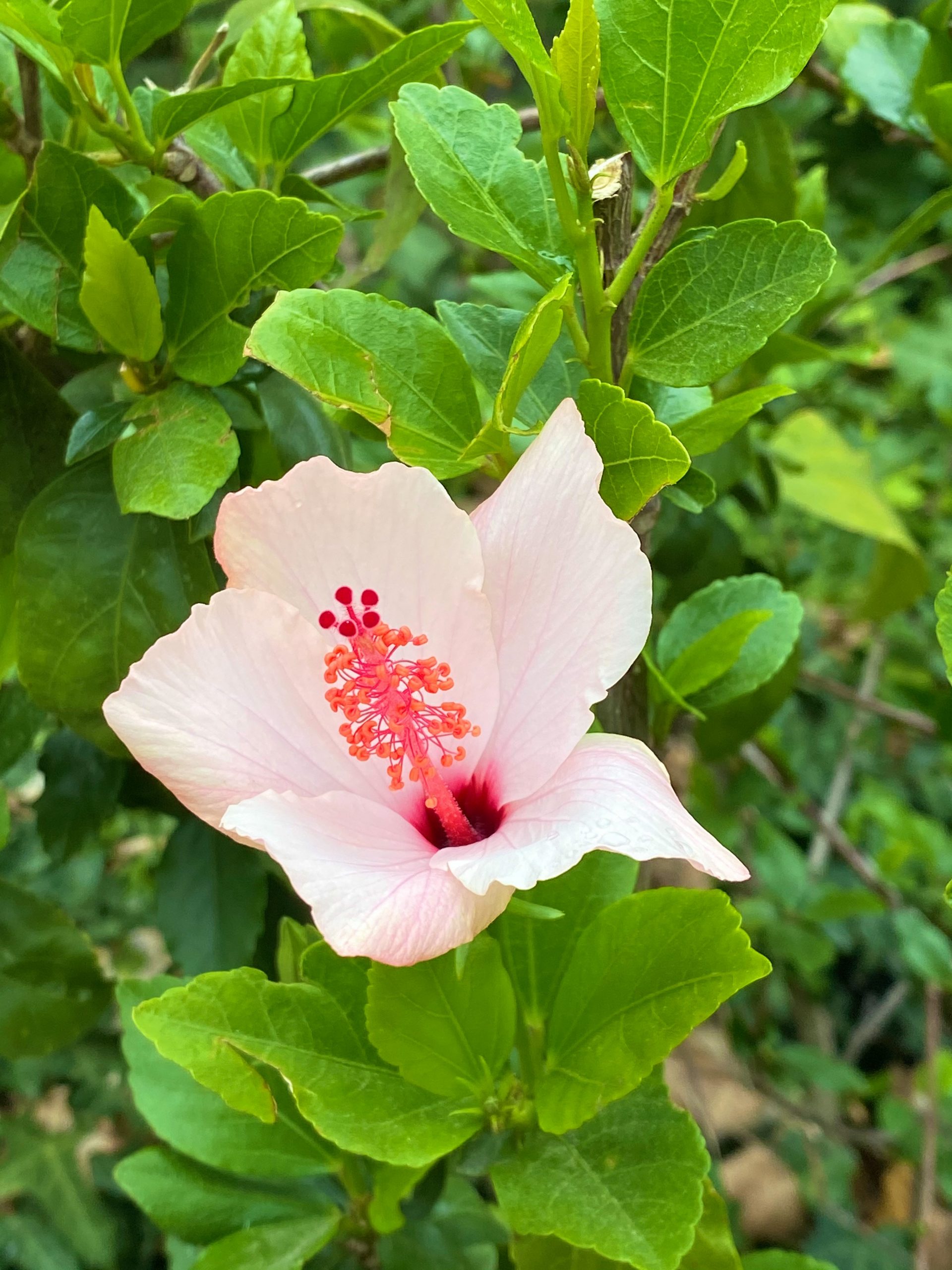 ALI-609: Intro to Floral Illustration - The Academy for Learning Islam